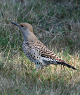 Northern Flicker red-shafted female
